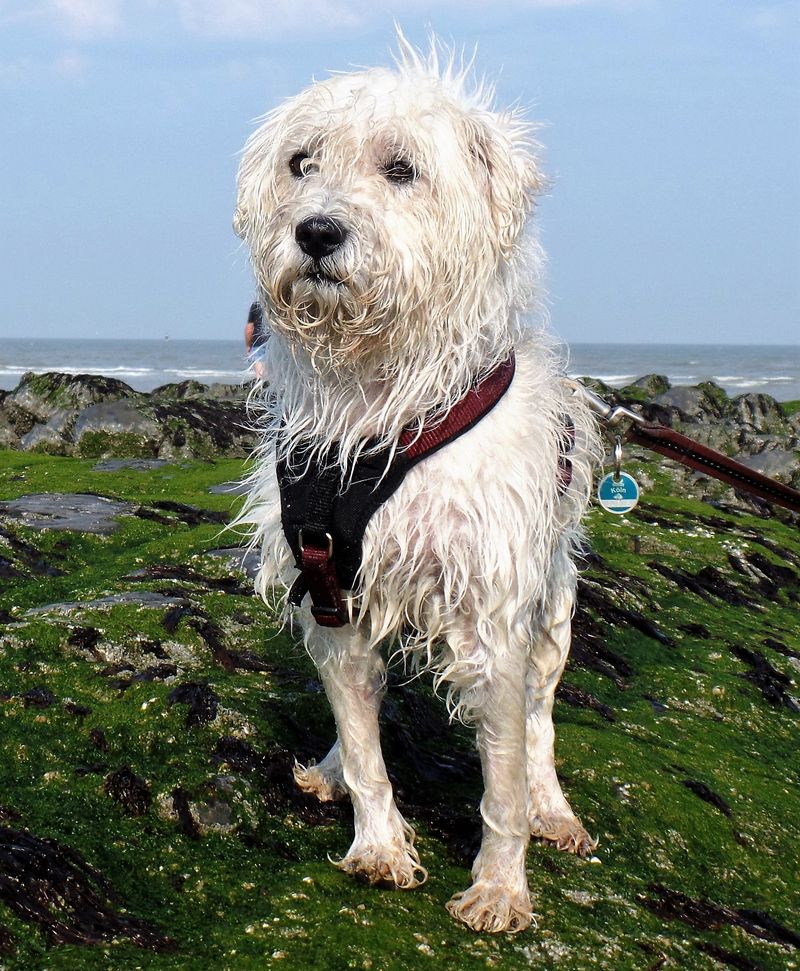 25 Popular Doodle Dog Breeds Gaining Attention in 2025 22 Westiepoo