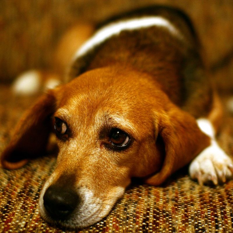 19 dog behaviors that look cute but can be signs of anxiety 8 Whale eye (showing the whites)