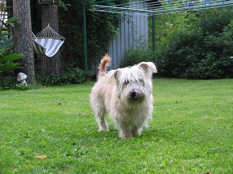 11 Dog Types That Were Named After Tiny Towns Most People Never Heard Of 5 Glen of Imaal Terrier