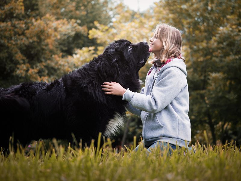 28 Dog Breeds Especially Devoted to Family Life 16 Newfoundland