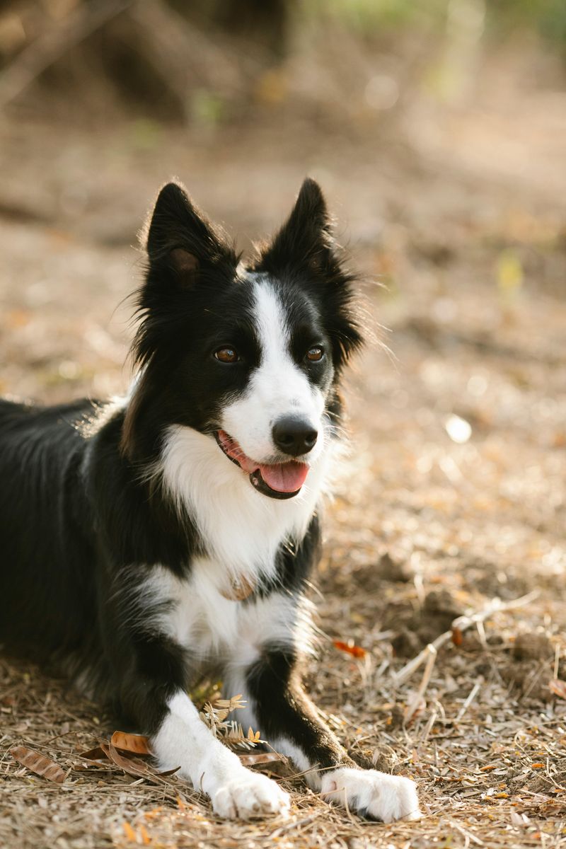 12 Dog Types That Can’t Stand Being Left Alone (And Show It Dramatically) 2 Border Collie