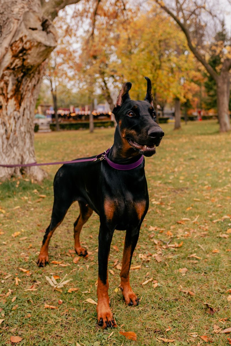 Doberman Pinscher