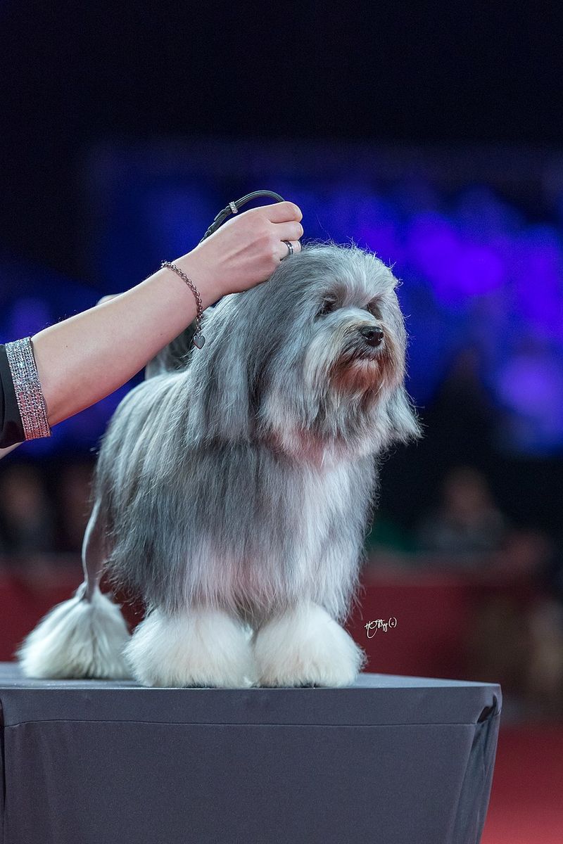 25 Unusual Dog Breeds That Stand Out for Their One-of-a-Kind Features 21 Lowchen