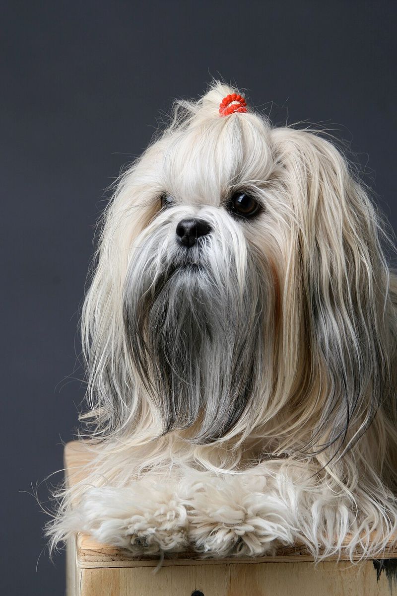 Lhasa Apso