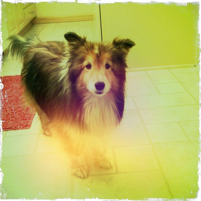 Shetland Sheepdog