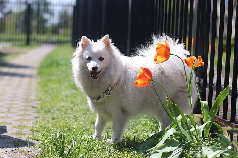 Japanese Spitz