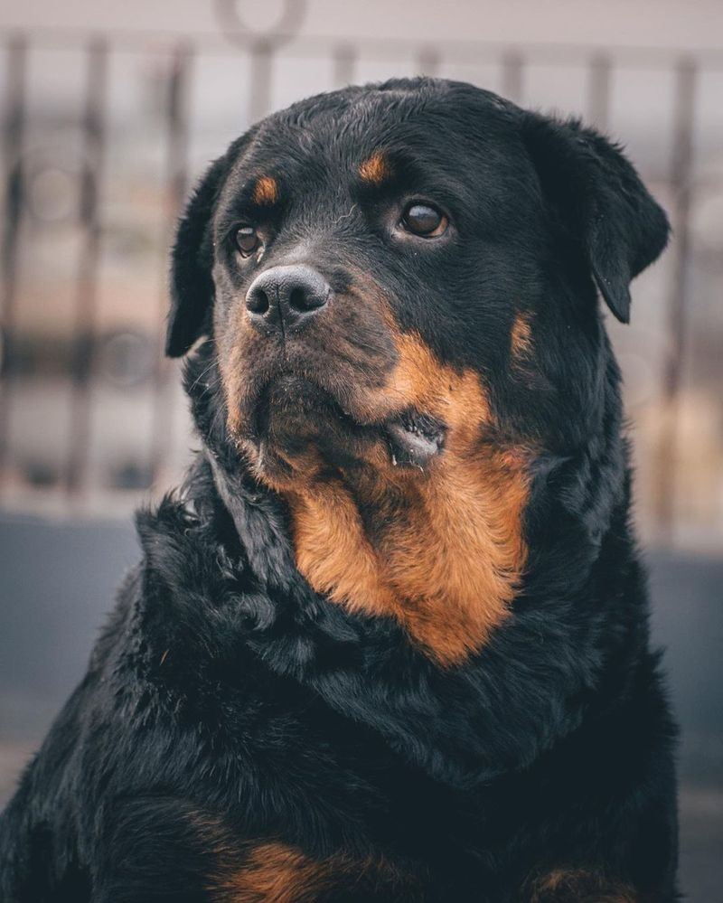 Before assuming everyone wants a smaller dog, see which large breeds Americans keep bringing home 3 Rottweiler