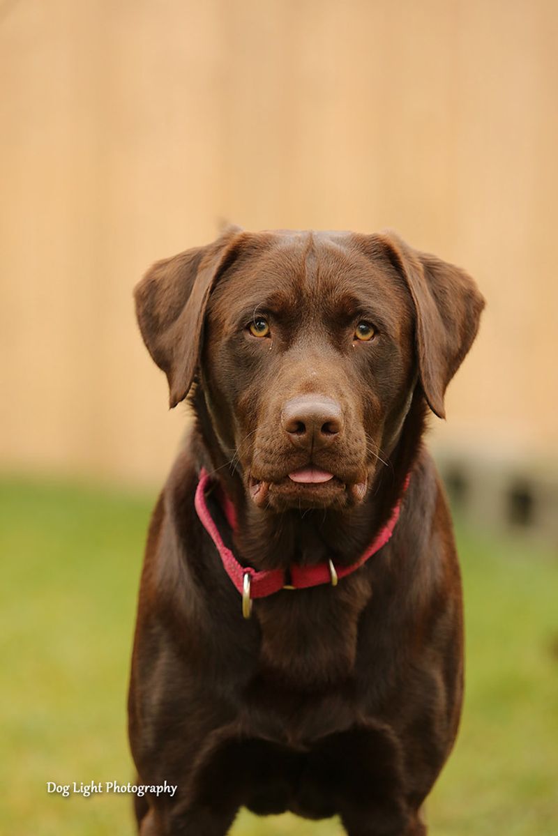 11 dog breeds that can have sensitive skin - and why paws, ears and belly may tell the story first 4 Labrador Retriever