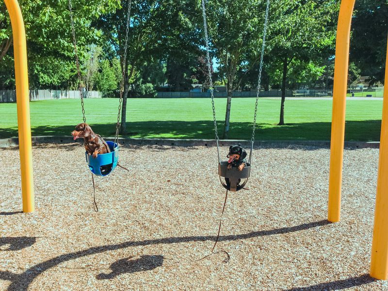 These 11 Dog Breeds Are Becoming More Common in City Parks Worldwide 3 Dachshund