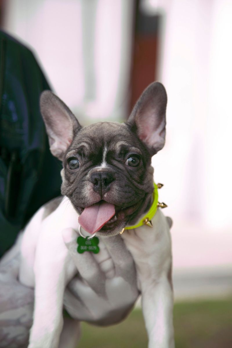 French Bulldog