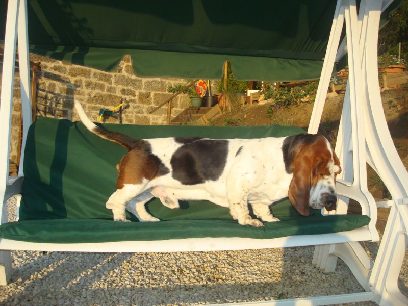 First-time owners tend to fall hard for these 10 easygoing dog breeds 10 Basset Hound
