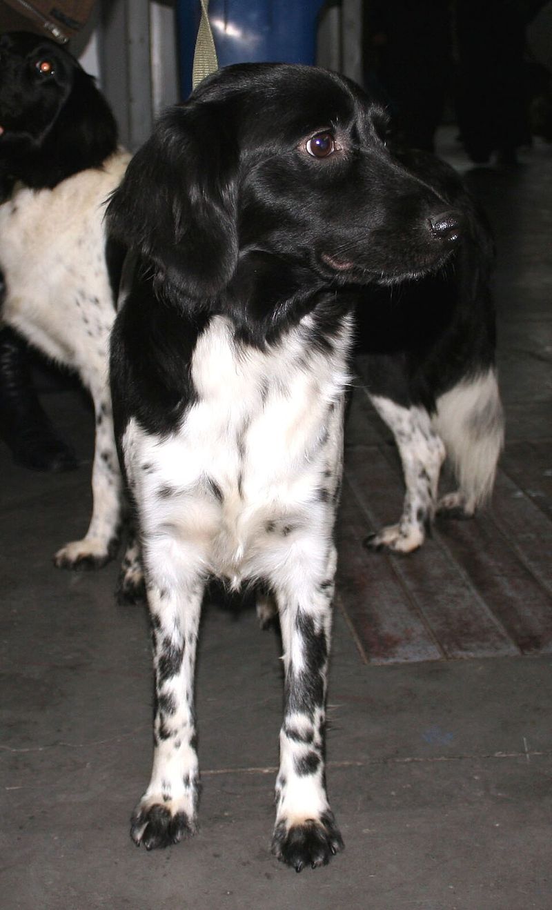 26 Rare Dog Breeds You’ll Rarely Encounter but Won’t Forget 17 Stabyhoun