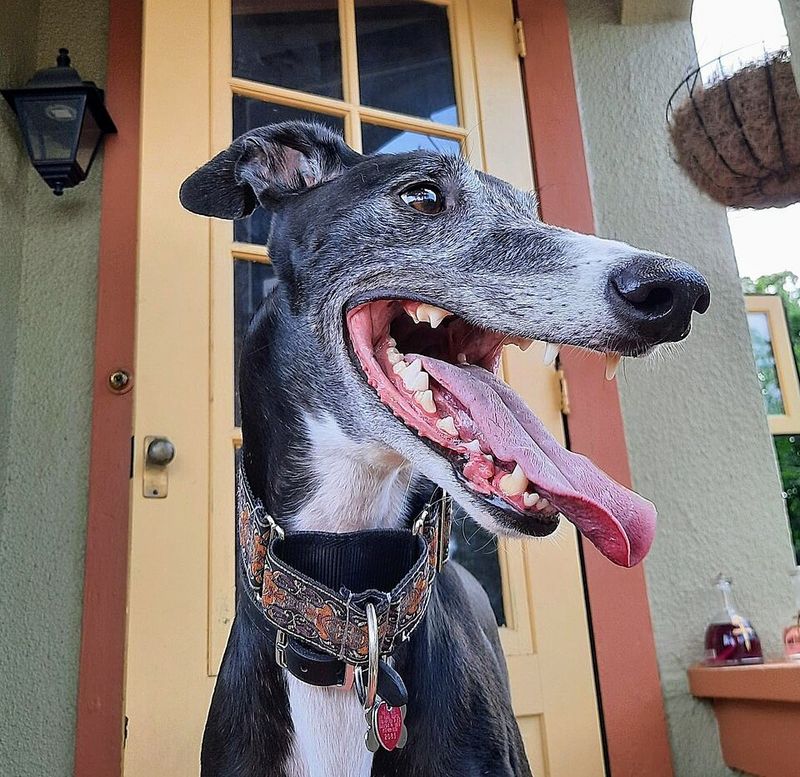 You spend years saying you'd never own one - Then one moves in and ruins that opinion completely 2 Greyhound