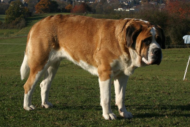 Saint Bernard