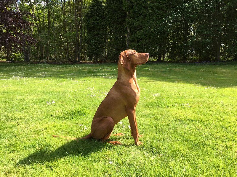 If you're going to love your dog like family, these breeds may take that commitment just as seriously 2 Vizsla