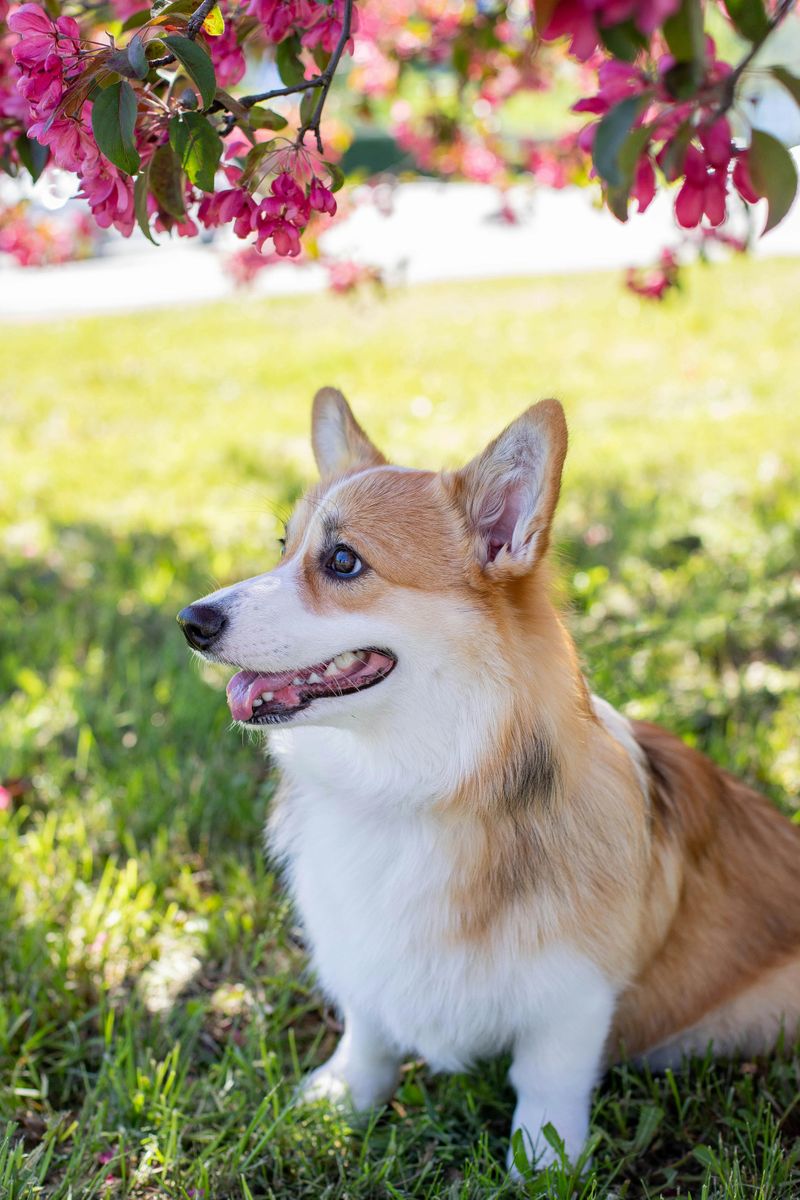 Corgi (Pembroke & Cardigan)