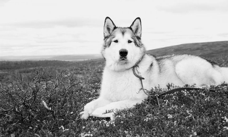 10 Dog Breeds With Iron Stomachs (And 5 That Need Extremely Gentle Diets) 15 Alaskan Malamute