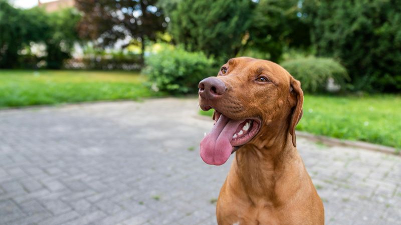 Vizsla