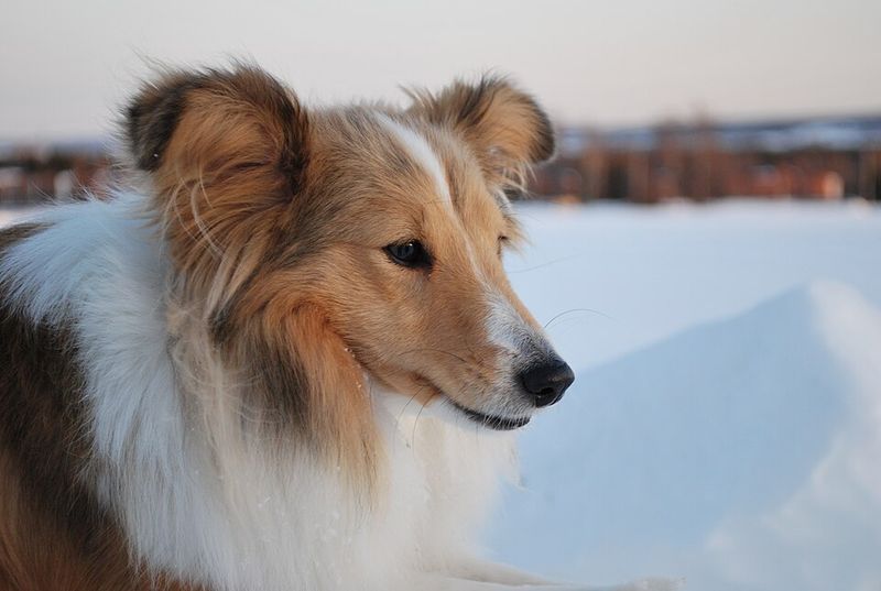 Shetland Sheepdog
