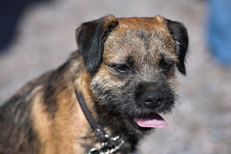 28 Small Dog Breeds Well-Suited for Apartment Living 29 Border Terrier