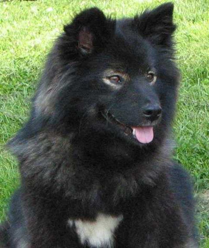 Finnish Lapphund
