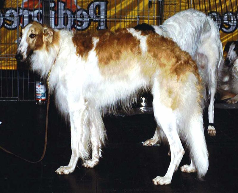 These 14 dog breeds don't express love through constant cuddles - and that's perfectly normal 8 Borzoi
