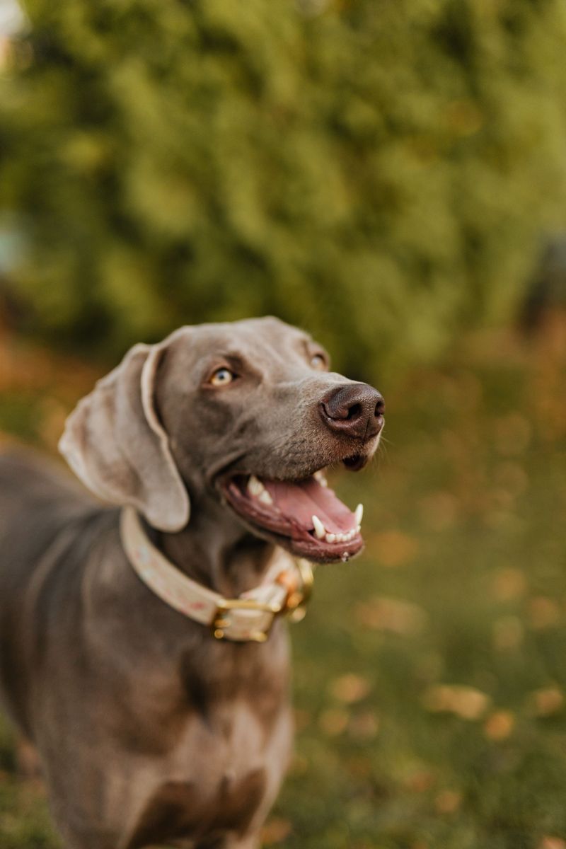 10 dogs that can make you regret letting them off the leash near one suspicious patch of grass 9 Weimaraner