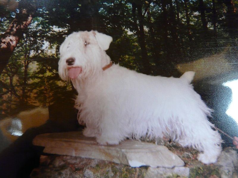 Sealyham Terrier