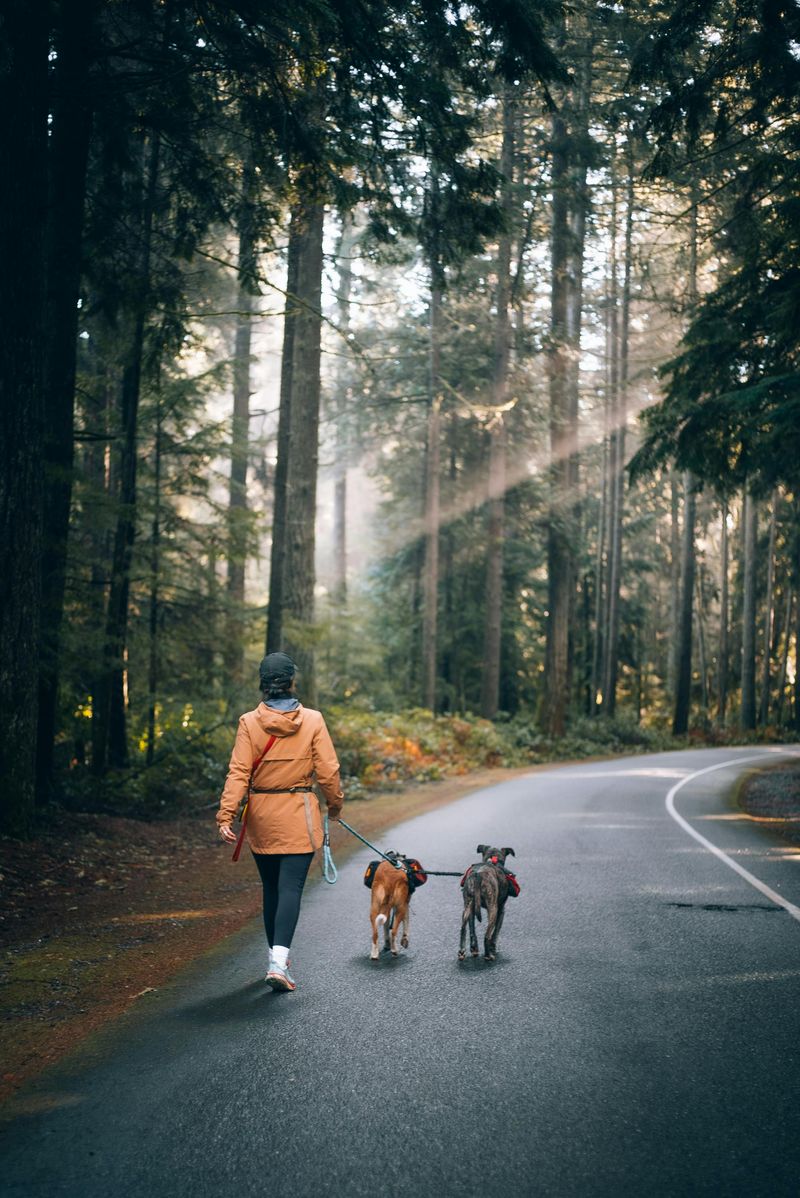 17 Simple Gestures That Strengthen Your Bond with Your Dog 6 Taking Regular Walks Together