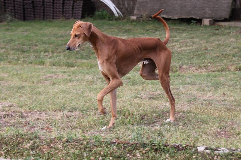 Think purebred dogs are expensive? These 12 breeds take it to another level 9 Azawakh