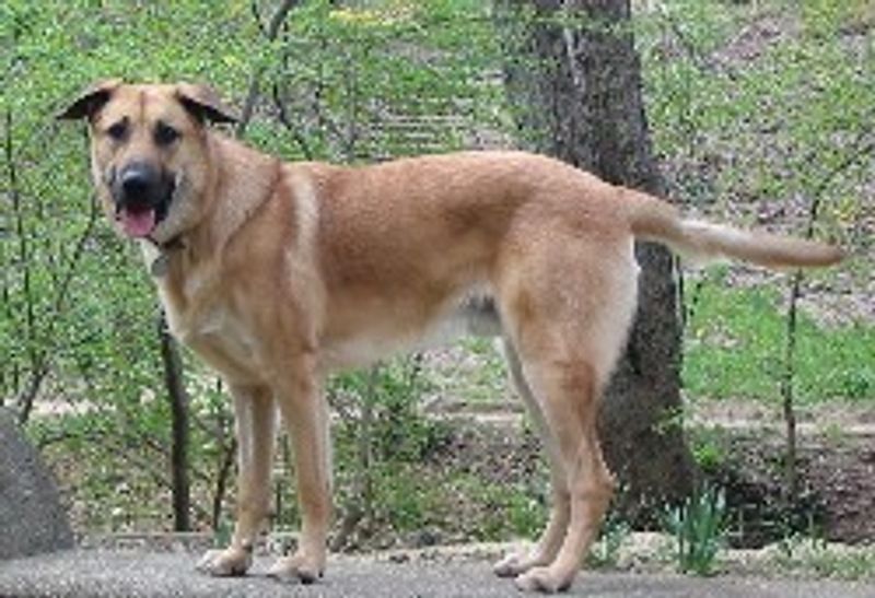 13 dog breeds that don't need everyone to love them – they just need one person who understands them 14 Chinook