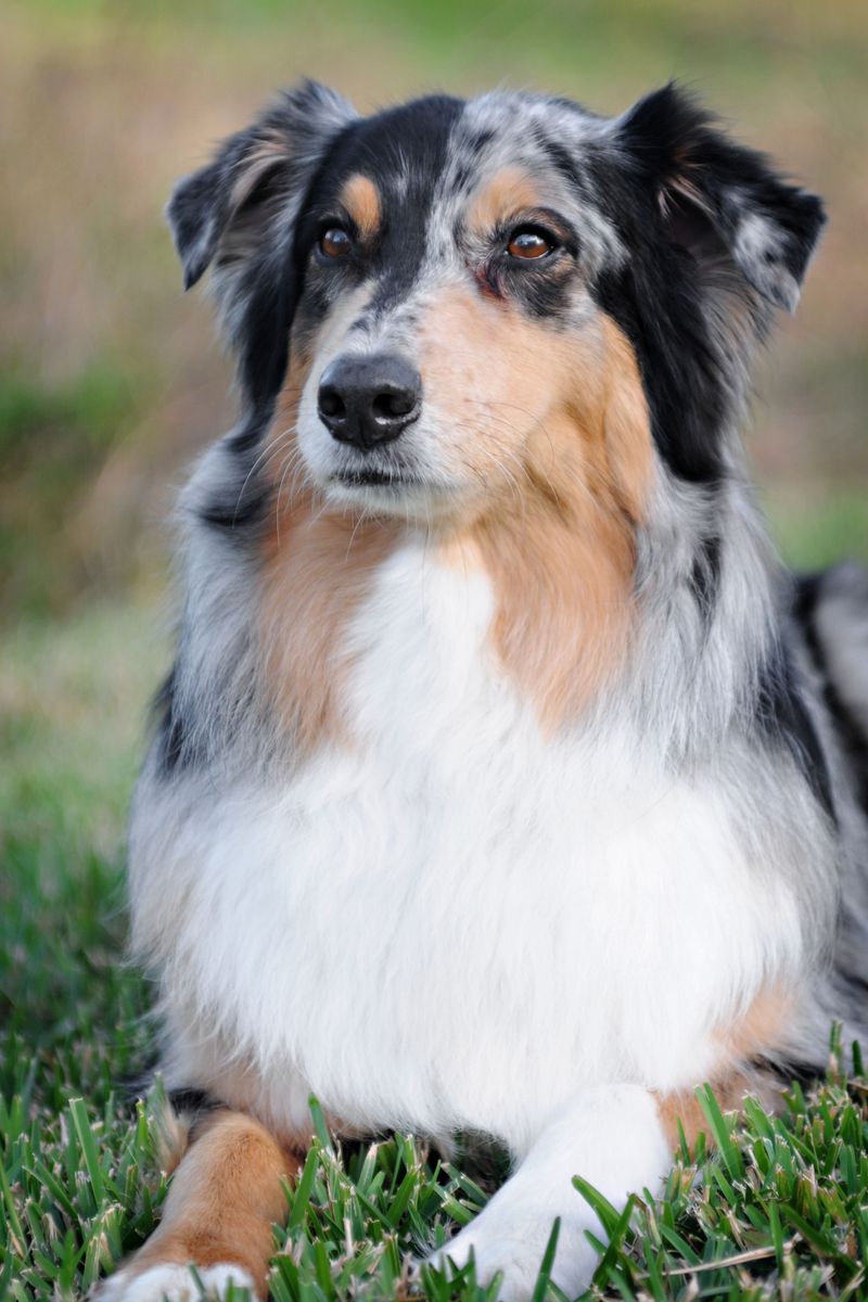 Getting a great photo can feel almost effortless with these naturally camera-friendly dogs 6 Australian Shepherd - merle in motion