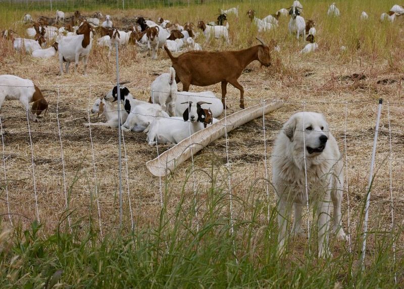 These 15 dogs are making a strong comeback where country life still matters 4 Great Pyrenees