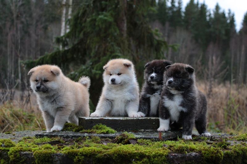 How much would you pay for a puppy? These breeds can push that answer surprisingly high 12 Akita