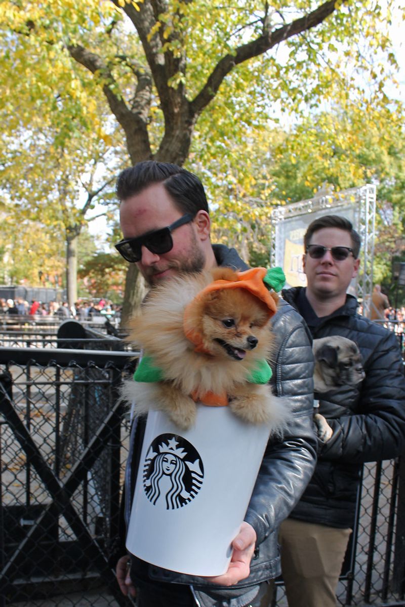 Pomeranian