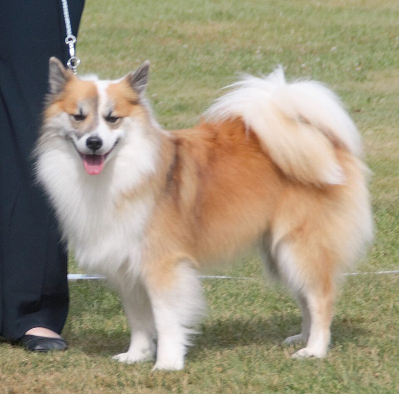 11 rugged dog breeds that still carry the mentality of life in harsh terrain 12 Icelandic Sheepdog