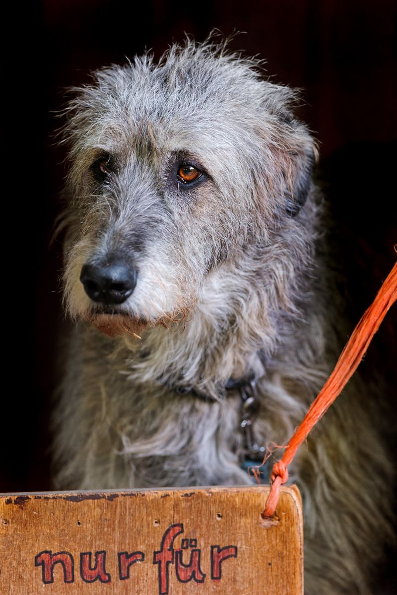 17 Chill Dog Breeds Perfect for Quiet, Relaxed Homes 18 Irish Wolfhound
