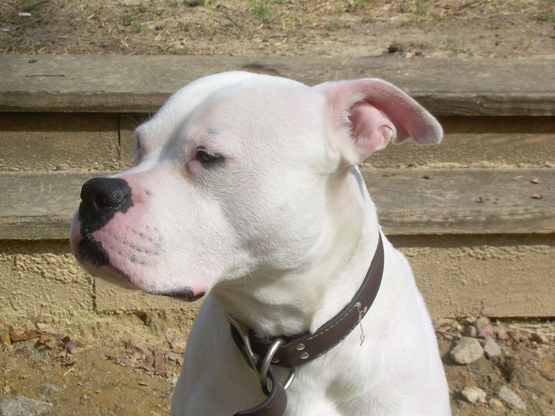 26 Protective Dog Breeds and How to Manage Their High Energy and Instincts 9 American Bulldog