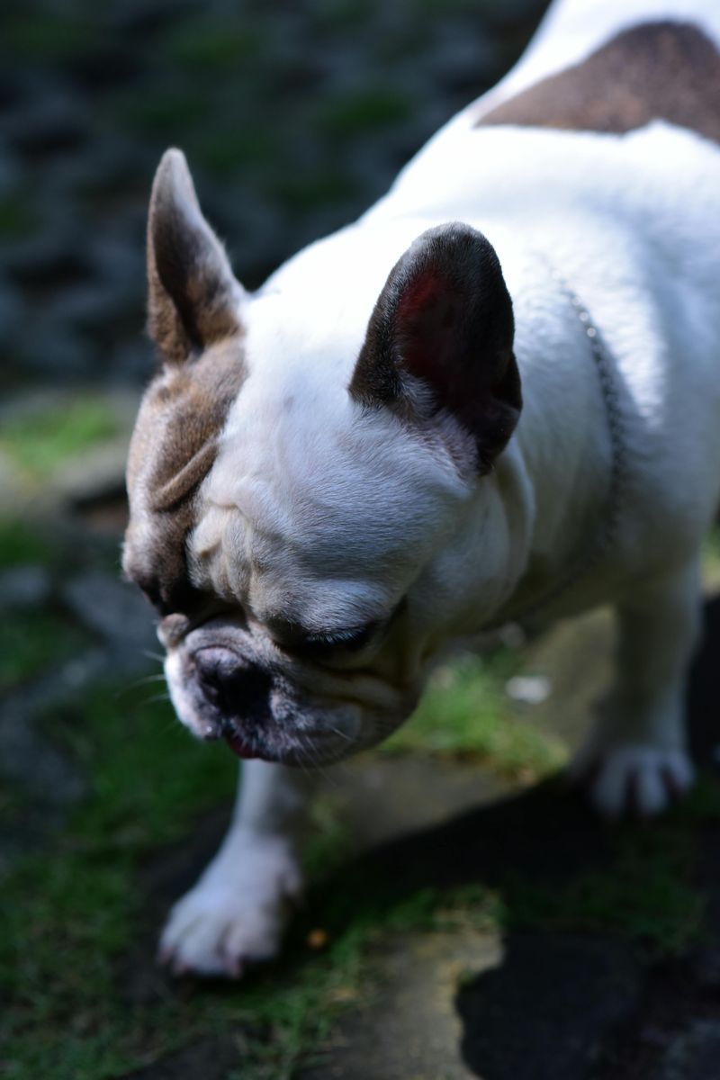 French Bulldog
