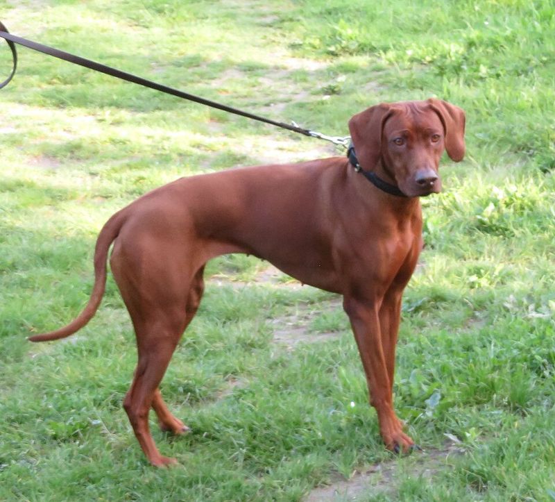 10 dog breeds that look relaxed until they think something feels off 10 Rhodesian Ridgeback