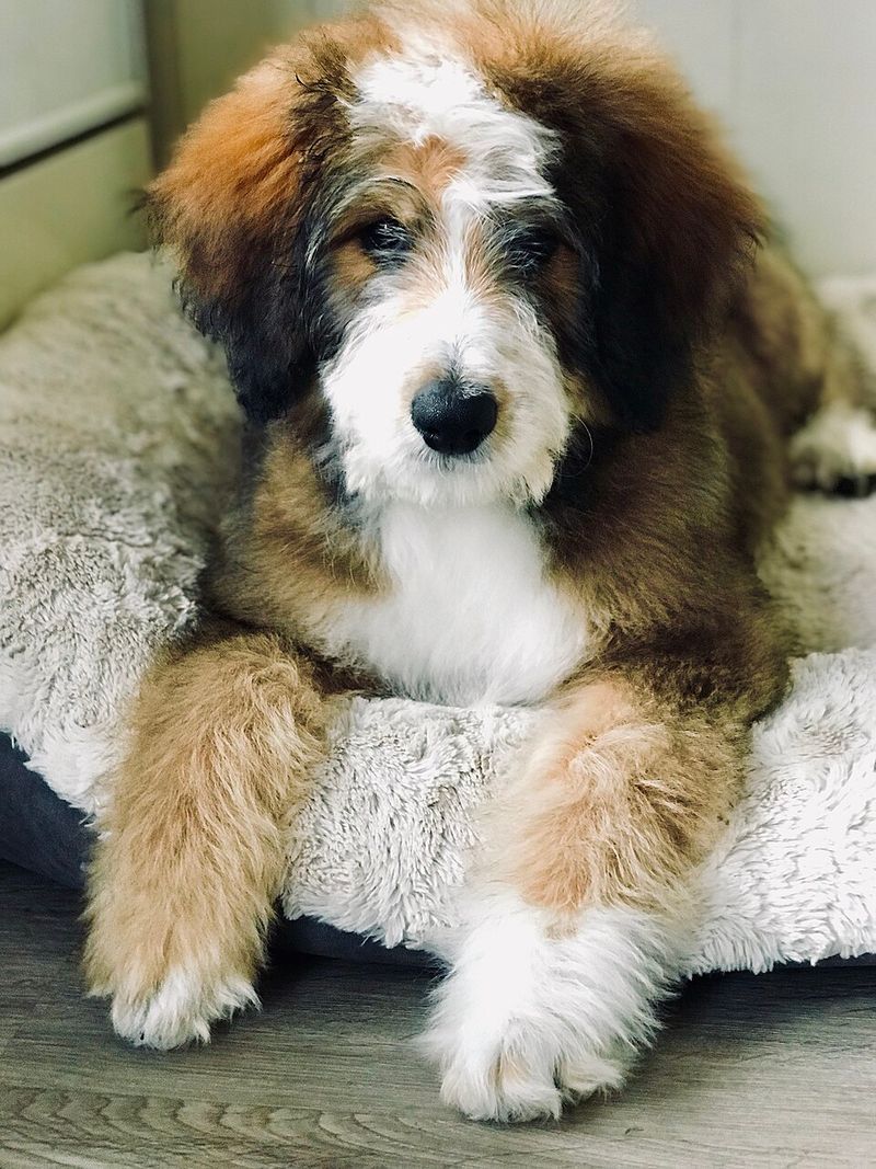 Bernedoodle (Bernese Mountain Dog + Poodle)
