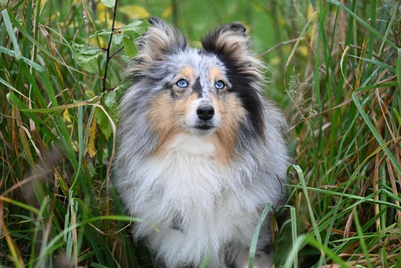 Shetland Sheepdog