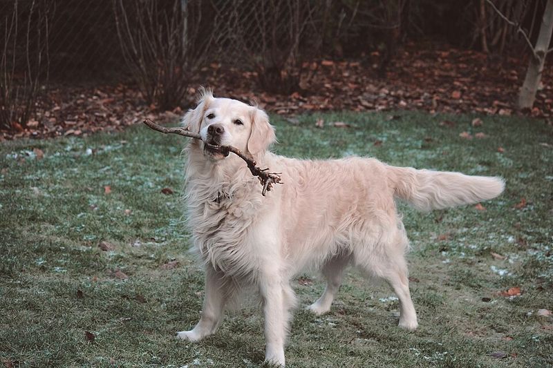 Golden Retriever