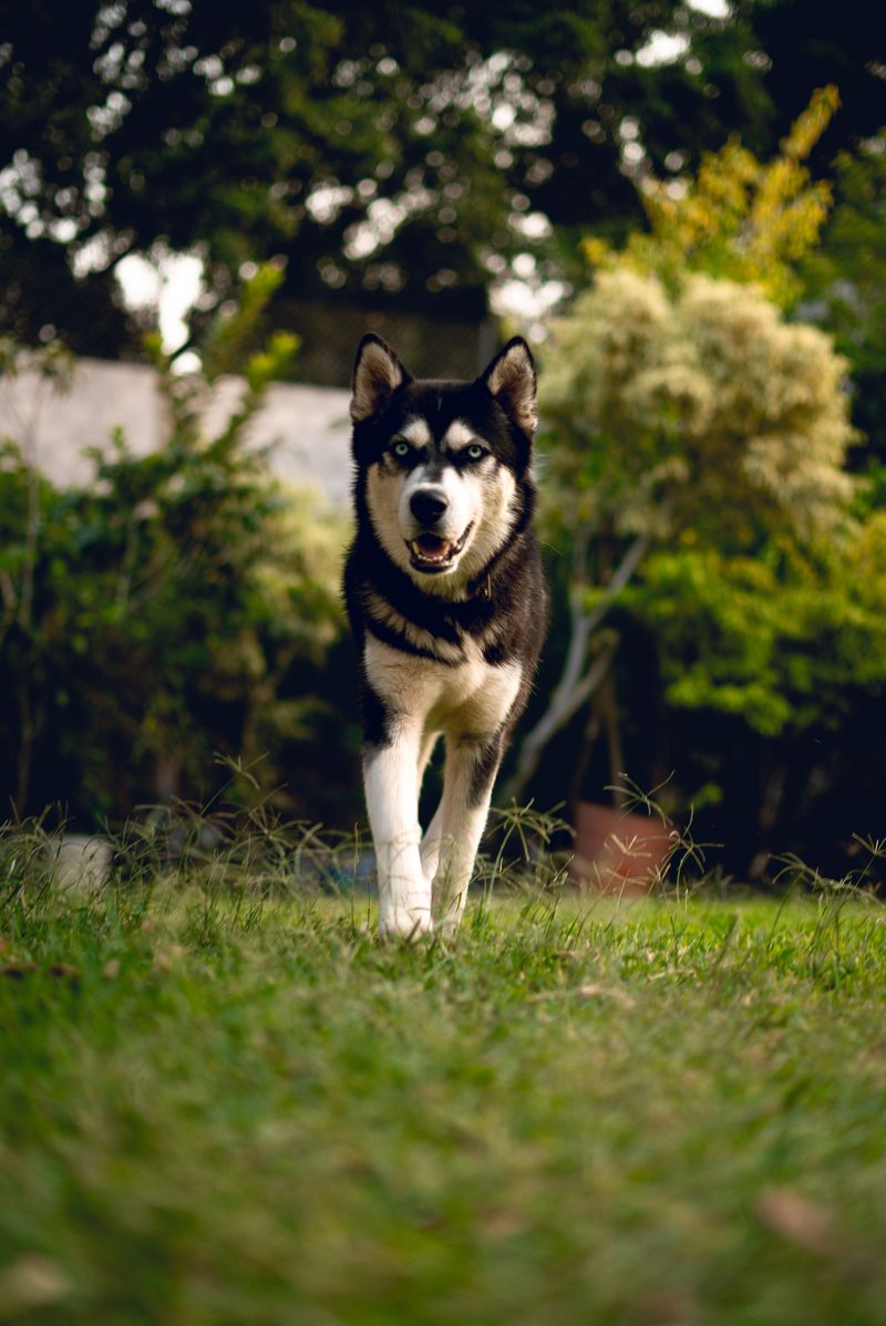 Some dog breeds recover quickly because resilience is simply part of who they are 7 Siberian Husky