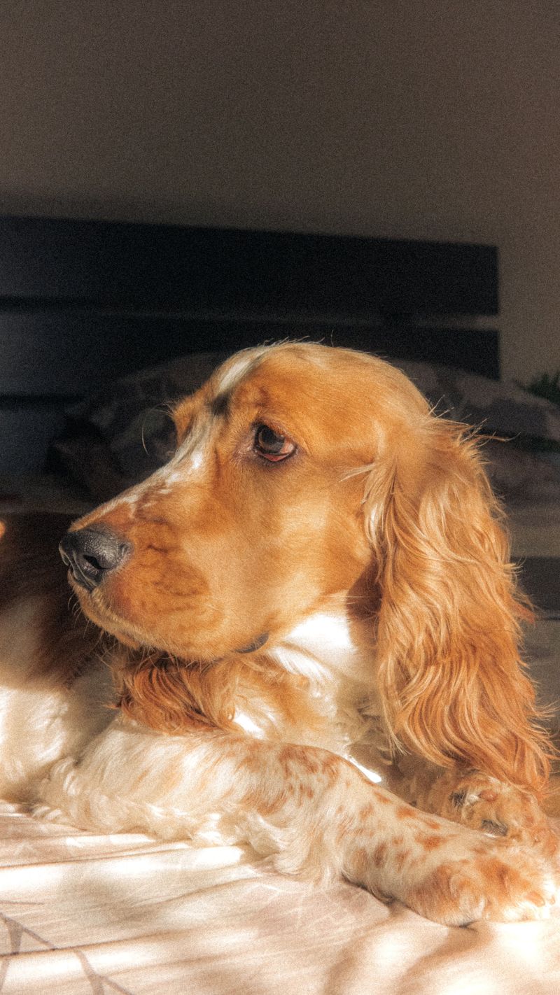 Life throws dogs surprises too - These breeds tend to regain their confidence remarkably well 11 Cocker Spaniel - the gentle rhythm restorer
