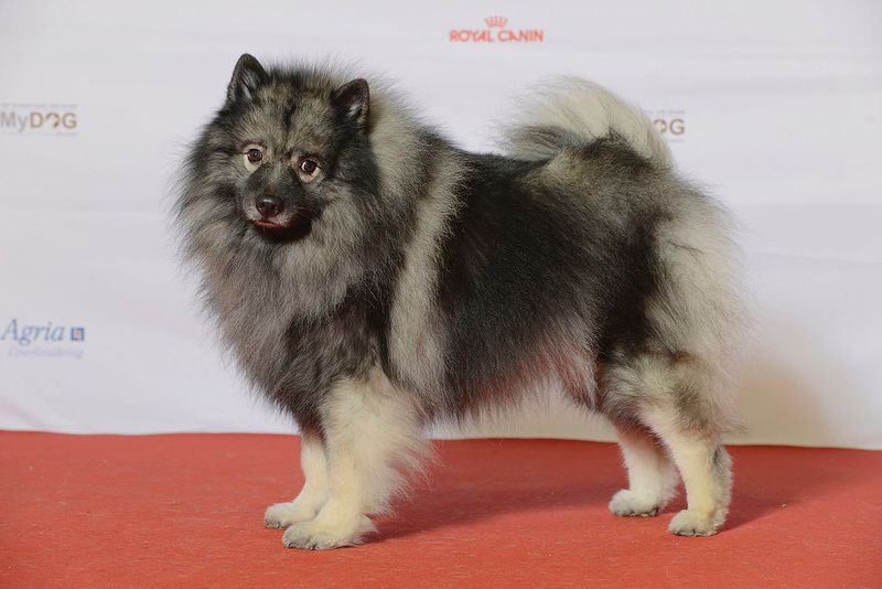 Keeshond