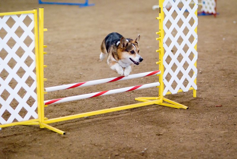 Pembroke Welsh Corgi