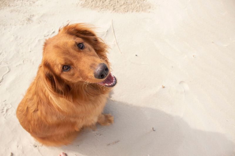 Some dogs enjoy your company - These 11 build their whole day around you 4 Golden Retriever
