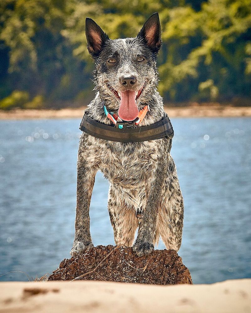 Bred from Dingoes, Collies, and other working dogs