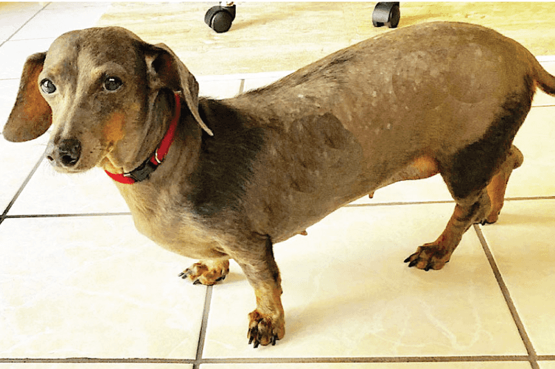 Dachshund